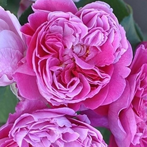 Online rózsa webáruház - nosztalgia rózsa - lila - Rosa Lavander™ - intenzív illatú rózsa - PhenoGeno Roses - Illatos lila virágai nagy csokrokban nyílnak.